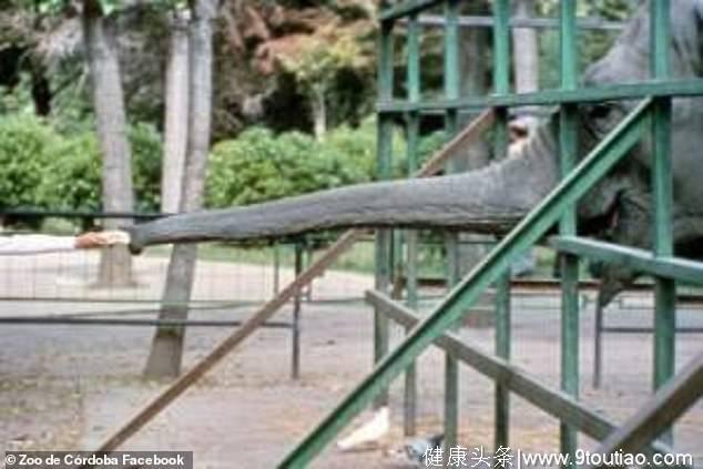 世界上最悲伤大象！西班牙动物园大象被单独圈养43年后抑郁而死
