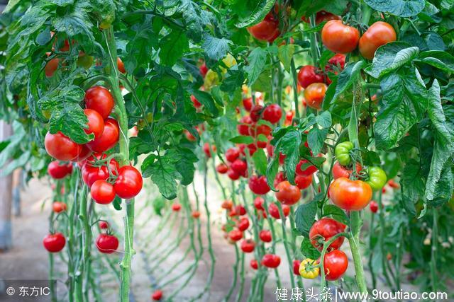 据说男人吃番茄能够保护前列腺，今天你吃了吗