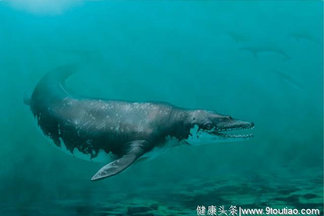 古老的蓝鲸祖先体型庞大，不是过滤食喂养，长有锋利的牙齿