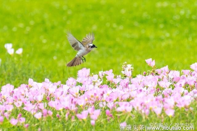 “蒌蒿满地芦芽短，正是河豚欲上时”孕妈们的春季食谱