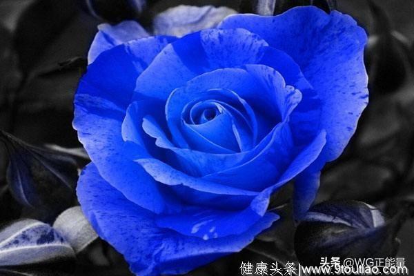 心理测试：哪一朵蓝玫瑰最冷艳？测你未来一段时间会有什么好运！