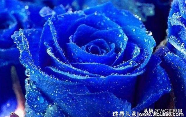 心理测试：哪一朵蓝玫瑰最冷艳？测你未来一段时间会有什么好运！