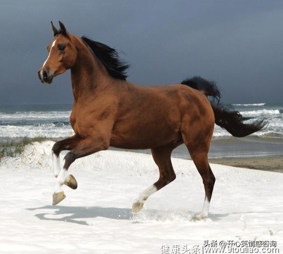 心理测试：4匹马，哪匹跑的最快？秒测出你最近会有什么喜事？
