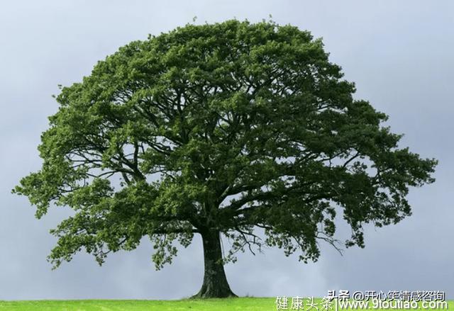 心理测试：4棵树，你会用哪棵树挡太阳？测谁会一直陪伴在你身边