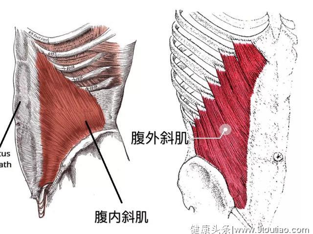 “健身先健脑“？大块头也有大智慧？