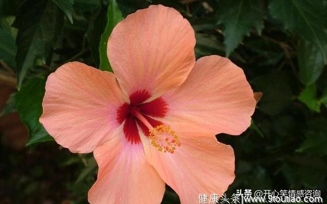 心理测试：4朵花，你最喜欢哪朵？秒测你即将会发生什么惊喜？