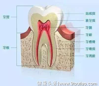 牙齿矫正会不会反弹？