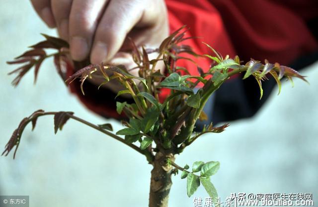 春季吃香椿养生功效好？教你3种健康吃法，美味又安全