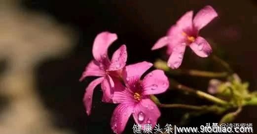 心理测试：四朵爱情花，你最喜欢哪朵？测试他有多爱你！相当准哦