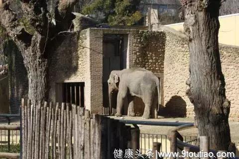 困在动物园，患抑郁症，世界上最孤独的大象去世了...