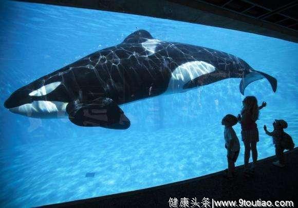 地球上最大的猎杀型巨兽虎鲸，食谱丰富却从来不吃人，什么原因