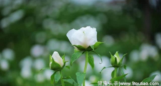 心理测试：选出你最喜欢的野花图片，测试你最近的感情状态！