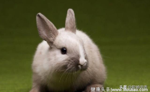 心理测试：你最喜欢哪只小兔，测未来的你幸福指数能否百分百？