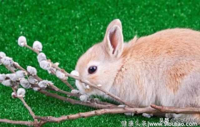 心理测试：你最喜欢哪只小兔，测未来的你幸福指数能否百分百？