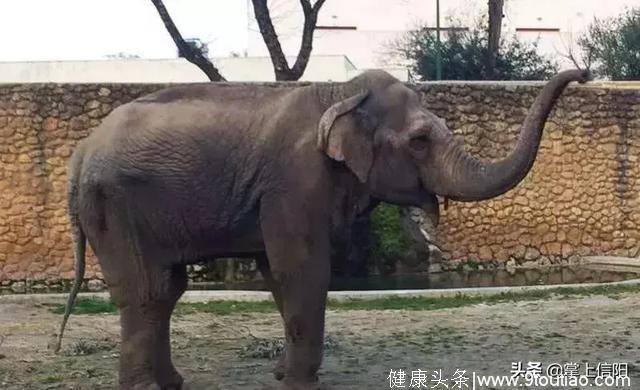 最悲伤大象，3岁惨遭囚禁隔离 最后抑郁而终