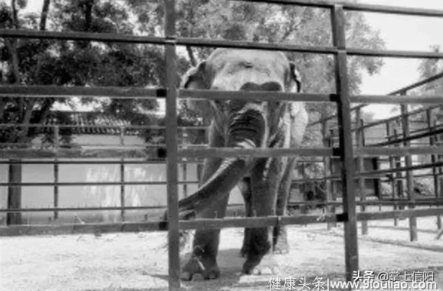 最悲伤大象，3岁惨遭囚禁隔离 最后抑郁而终