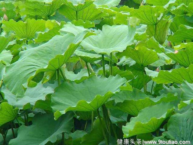 常喝这5款减肥茶饮，对减肥瘦身有好处，今天你喝了吗