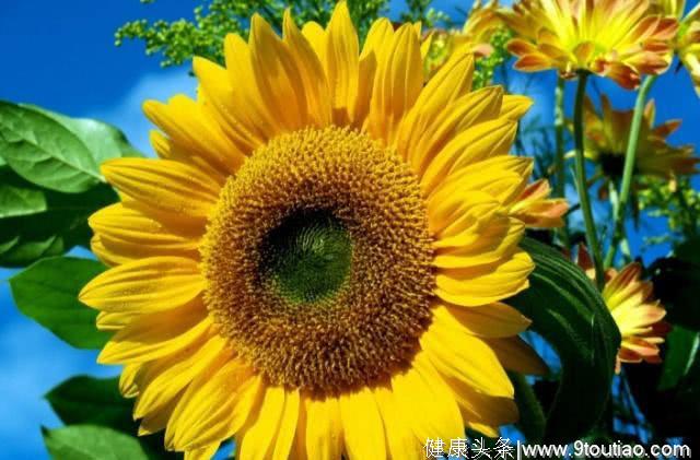 心理测试：你最喜欢哪一朵向日葵？测一测你下个月好运出现的方向