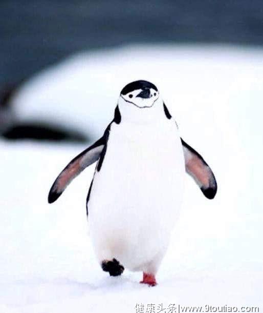 心理测试：选择一只最有趣的企鹅，测你最近的异性缘有多旺？