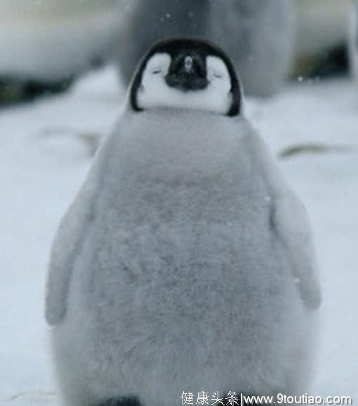 心理测试：选择一只最有趣的企鹅，测你最近的异性缘有多旺？