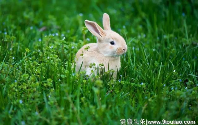 心理测试：你想收养哪种动物，测日常中你的性格是怎样的