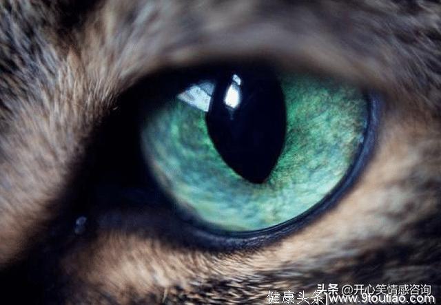心理测试：4只眼睛，哪只是猫眼？秒测出你看人的眼光有多准
