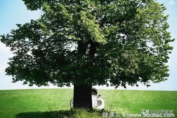 心理测试：3颗大树，你认为哪棵靠的住，测你命中注定的贵人是谁