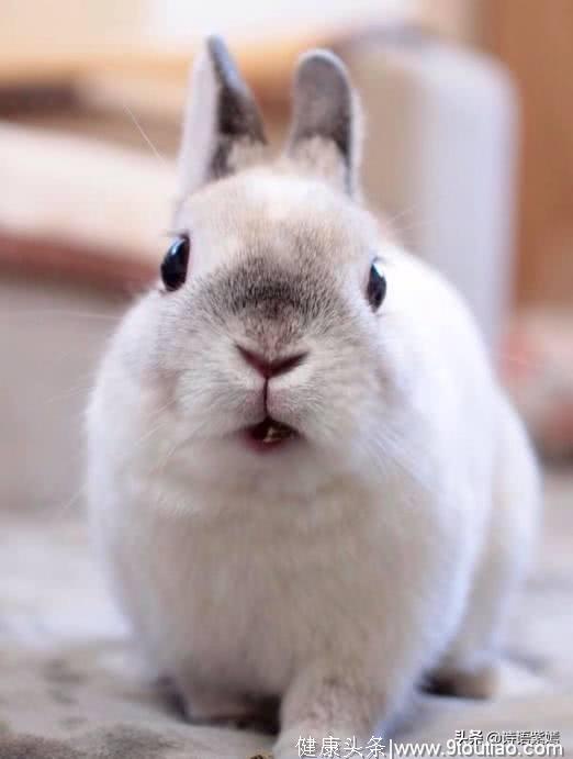 心理测试：选一只最可爱的兔子！测你未来的男友对你有多好！