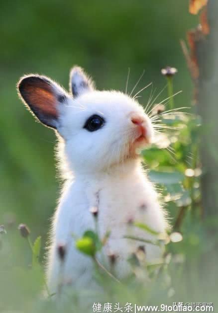 心理测试：选一只最可爱的兔子！测你未来的男友对你有多好！
