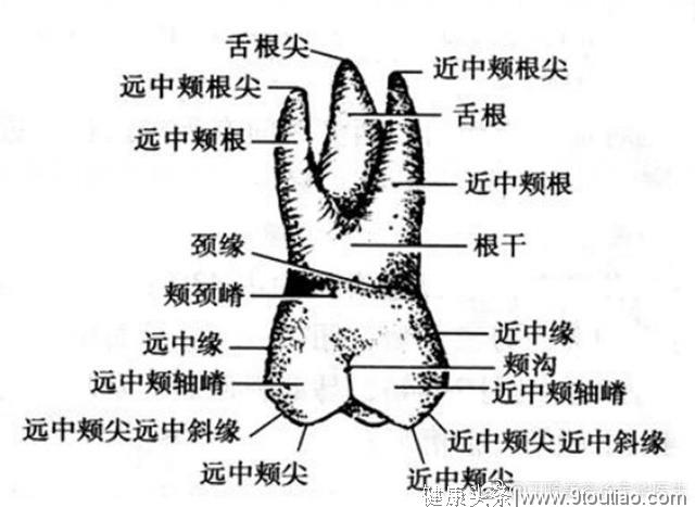 谈谈一般人想不到的口腔学冷门小知识