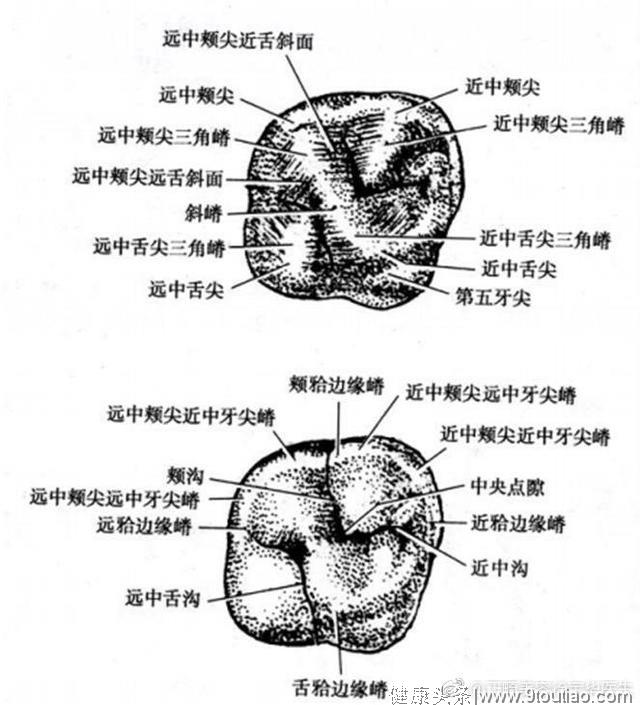 谈谈一般人想不到的口腔学冷门小知识