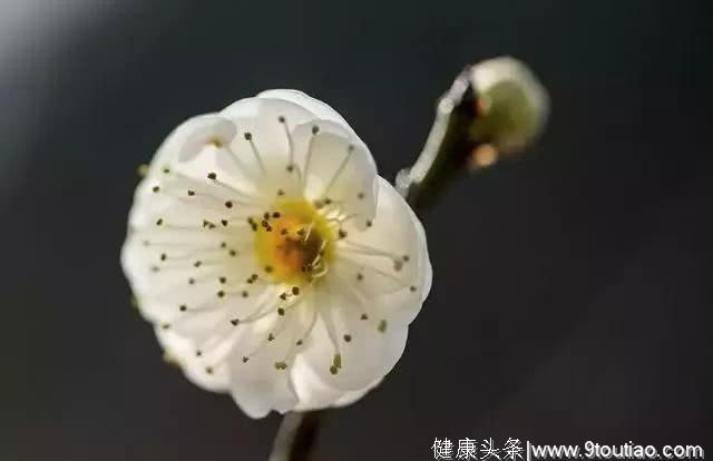 心理测试：你最喜欢哪一朵梅花？测你还有多久才能苦尽甘来？