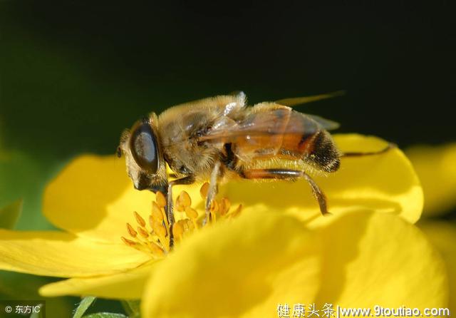 这2种甜食谁更适合糖尿病？医生建议：这样做可以增加营养少升糖