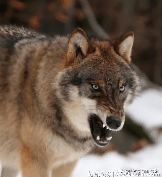 心理测试：4匹狼，哪匹狼最狠？秒测出你的心到底有多狠？