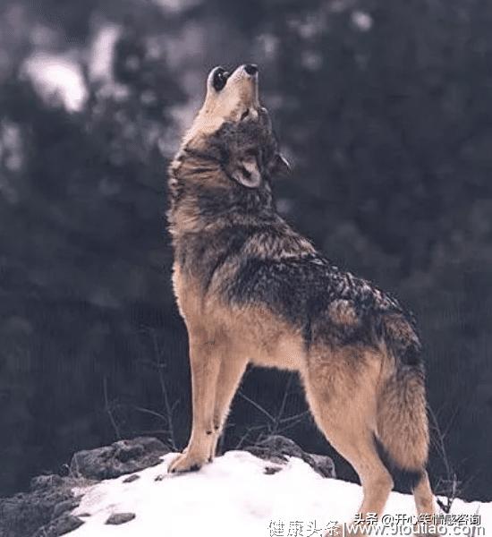 心理测试：4匹狼，哪匹狼最狠？秒测出你的心到底有多狠？