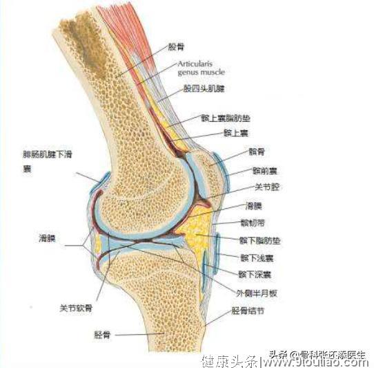 每天深蹲，得了这个病，一走就疼。是健身还是养膝盖，骨科医生说