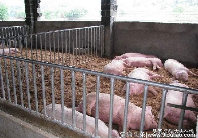 虽不会引起猪的死亡，却是其它呼吸系统疾病的导火索！
