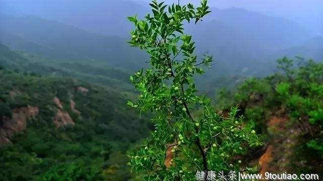 失眠最怕的一种叶子，天天坚持泡水喝，让失眠慢慢远离你