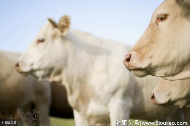 科普丨家畜感冒不止风寒、风热，还有挟湿、挟暑和夹燥