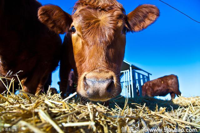 动物养殖丨感冒只会用板蓝根？5种感冒5种药物轻松化解！