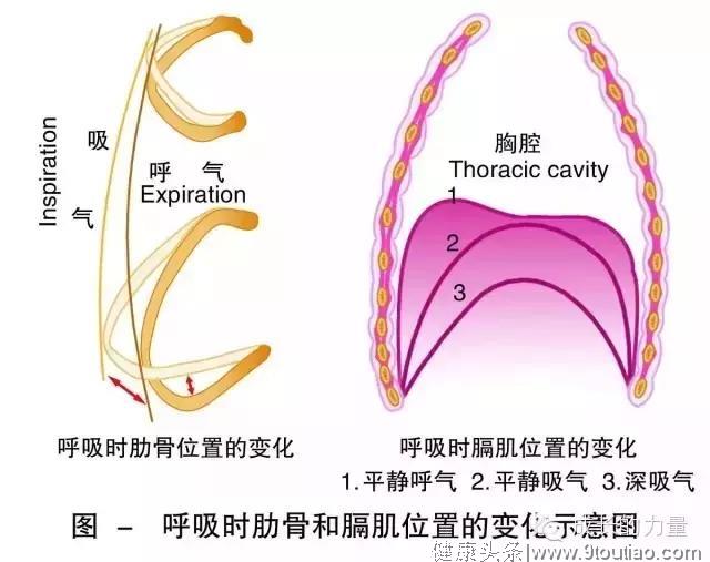 锻炼肌肉不一定都是健康的，内心、内脏强壮才是真健康