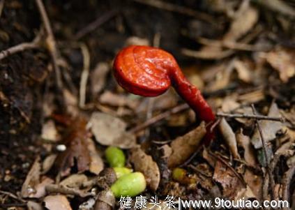 天然安眠草药找到了！老军医：治失眠先养神，每天吃点，一觉天亮