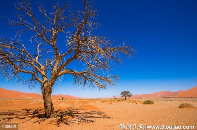 心理测试：哪棵树最先发芽，测出你的后半辈子过得幸福吗