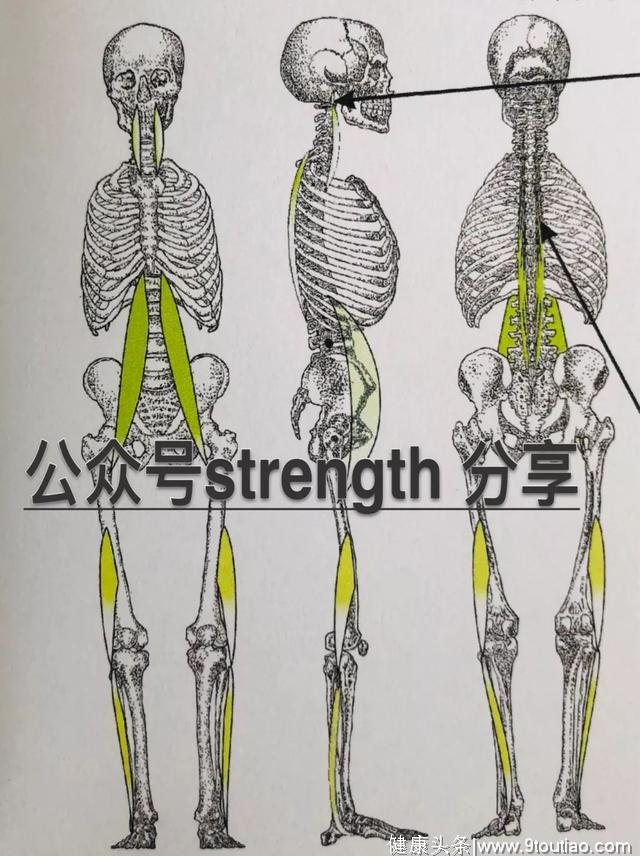 下背疼与腰疼的根源——垂直链之殇