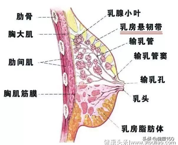 按摩乳房，能排毒丰胸？小心按出一身病