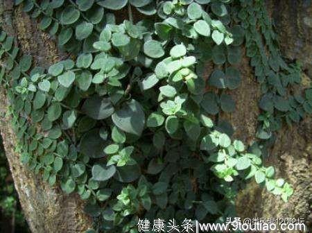 治疗类风湿关节炎的汤药：祛痹汤和温通消痹汤