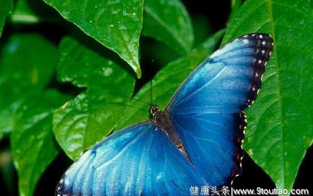 心理测试：你最是期待哪只蝴蝶变成真的，测你哪方面比较虚伪？