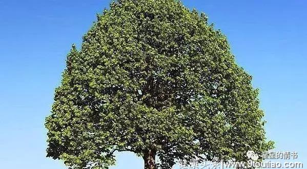心理测试：选一颗你觉得最茂盛的树，测以后你的孩子会不会有出息