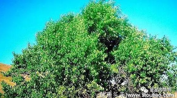 心理测试：选一颗你觉得最茂盛的树，测以后你的孩子会不会有出息