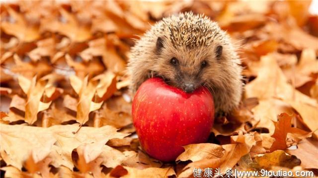 刺猬该如何喂食，需要了解它们吃什么，然后进行喂养